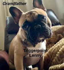 TriggerPoint Traditional Frenchie Puppies - Photo 9