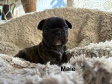 TriggerPoint Traditional Frenchie Puppies - Photo 10