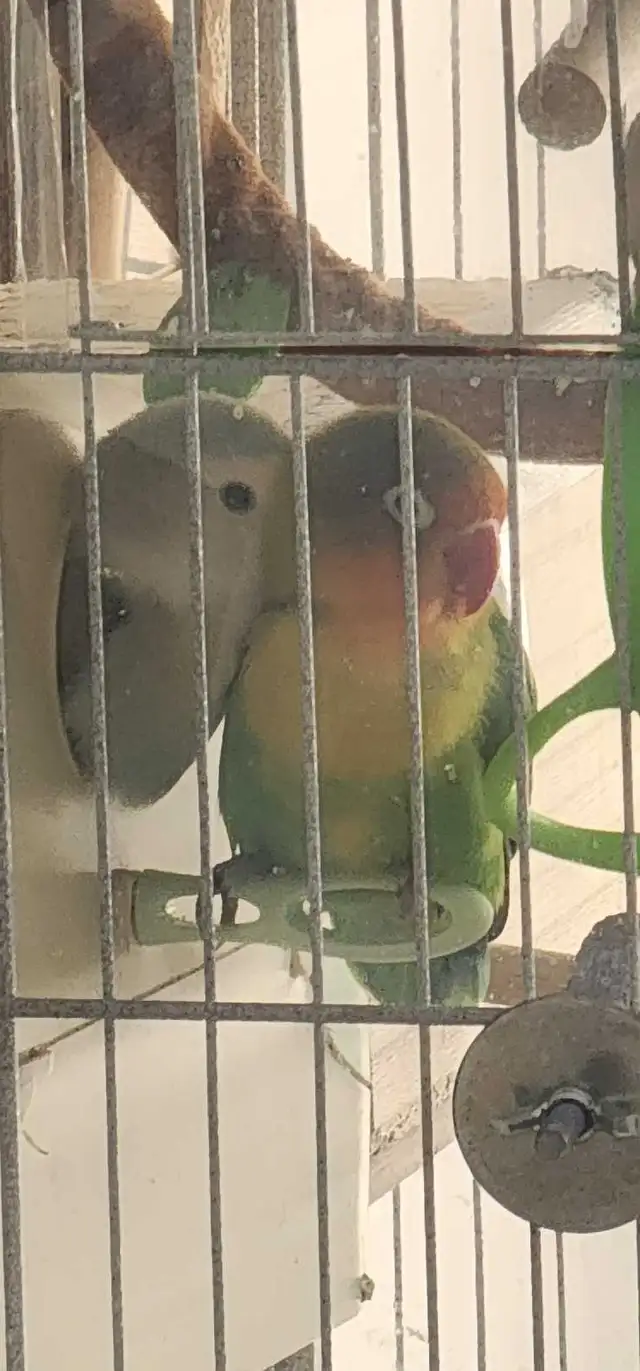 BONDED PAIR OF LOVEBIRDS