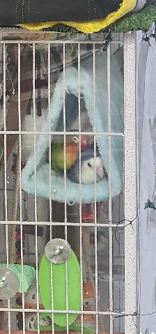 BONDED PAIR OF LOVEBIRDS - Photo 9