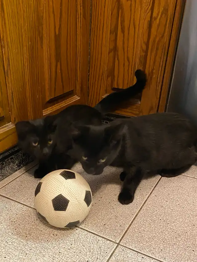Adorable Kittens for Rehoming
