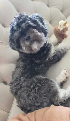 Shih Tzu mix/ Yorkie