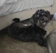 Shih Tzu mix/ Yorkie - Photo 2