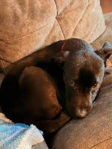 labrador 4mois