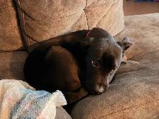 labrador 4mois - Photo 2