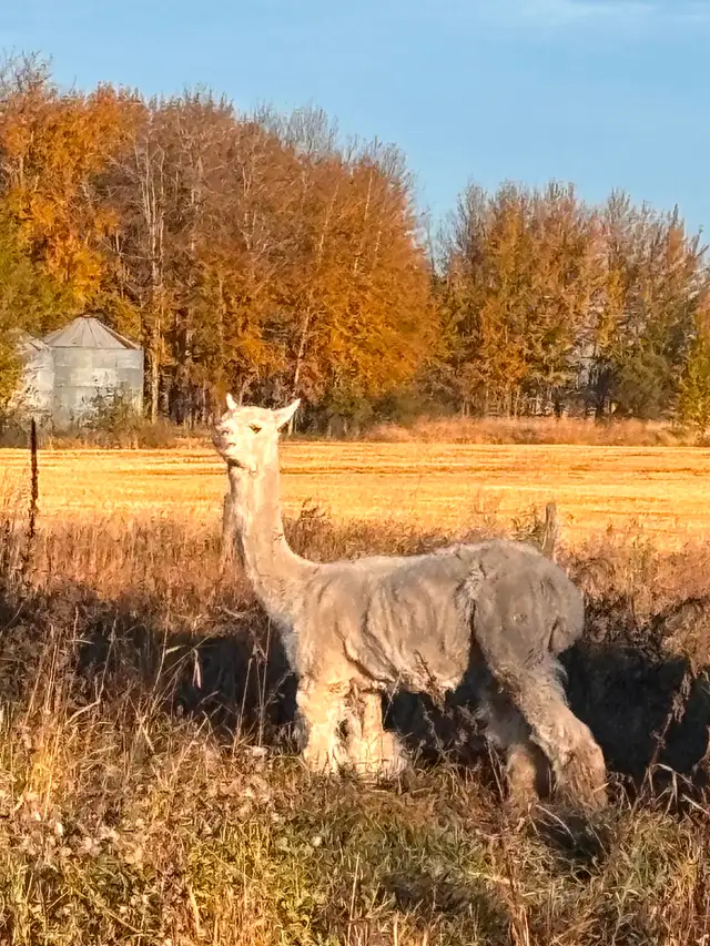 Alpaca for sale