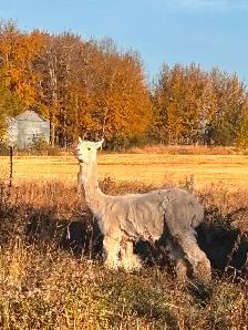 Alpaca for sale