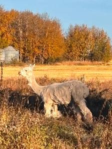 Alpaca for sale - Photo 2