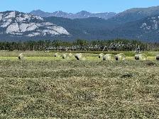 Quality Yukon Hay for Sale - Photo 2