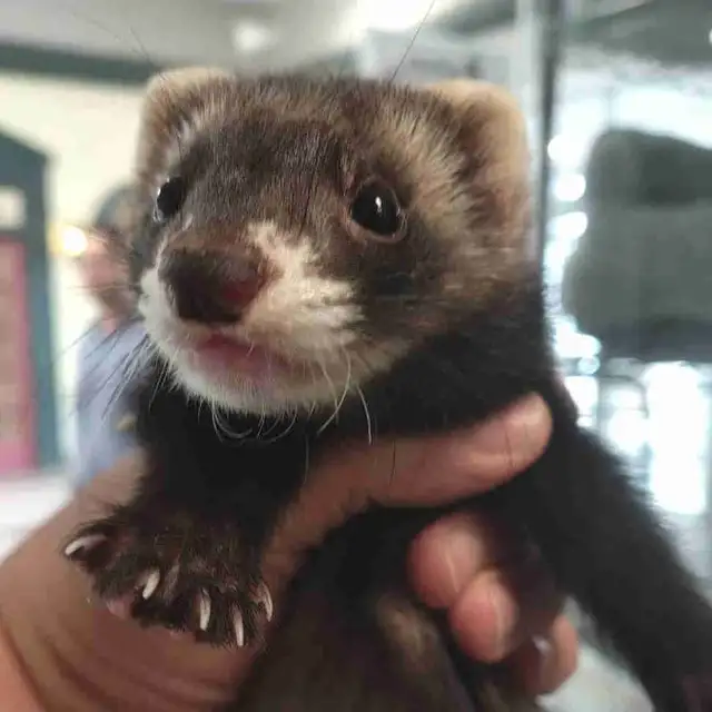 baby ferrets