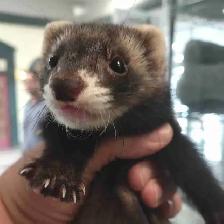 baby ferrets