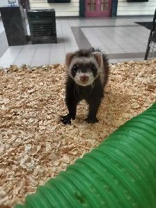 baby ferrets - Photo 3