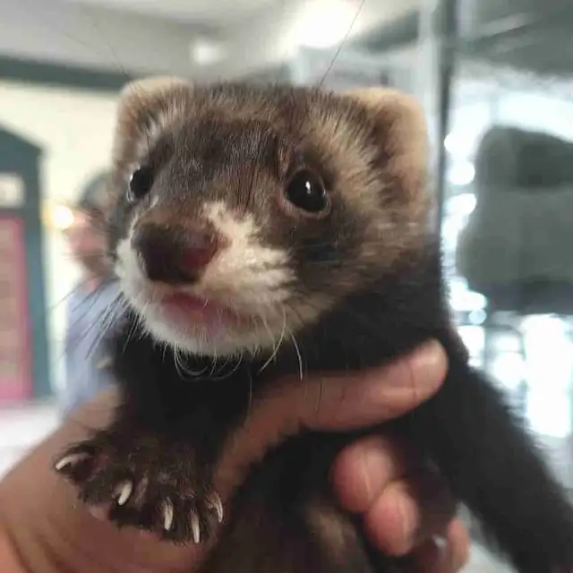 baby ferrets
