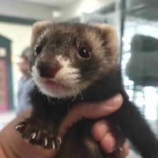 baby ferrets