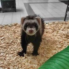 baby ferrets