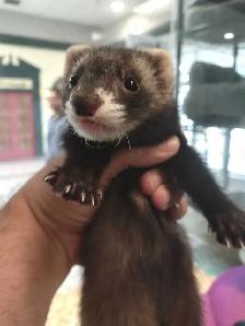 baby ferrets - Photo 2