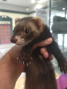 baby ferrets - Photo 3