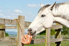 Natural Himalayan Pink Salt Lick Block for Horses, Cows, Goats & - Photo 2