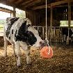 Natural Himalayan Pink Salt Lick Block for Horses, Cows, Goats & - Photo 3