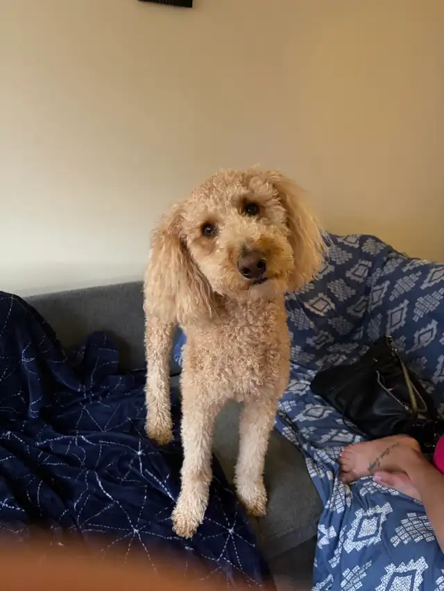 dog grooming services in orlean