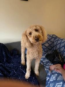 dog grooming services in orlean
