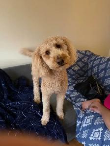dog grooming services in orlean - Photo 2