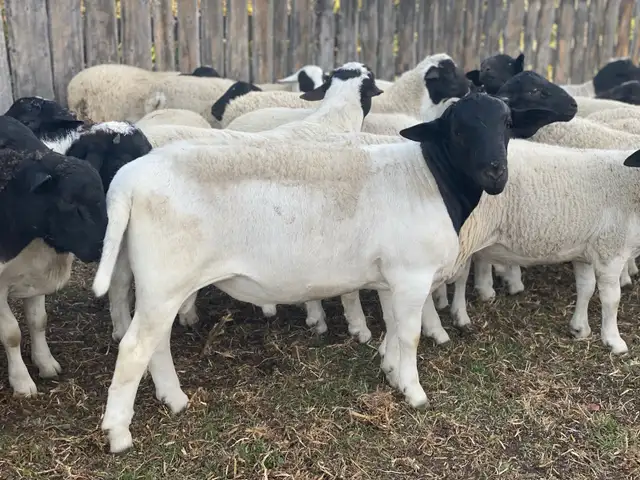 Sheep for Sale