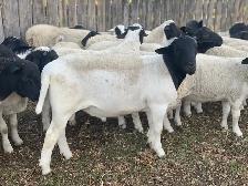 Sheep for Sale