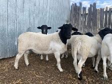 Sheep for Sale - Photo 2