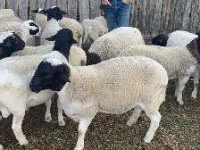 Sheep for Sale - Photo 3