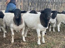 Sheep for Sale - Photo 4