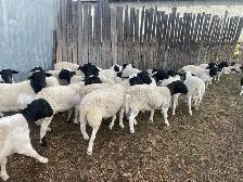 Sheep for Sale - Photo 5