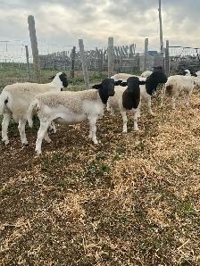 Sheep for Sale - Photo 6