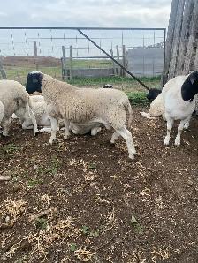 Sheep for Sale - Photo 7