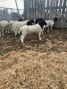 Sheep for Sale - Photo 8