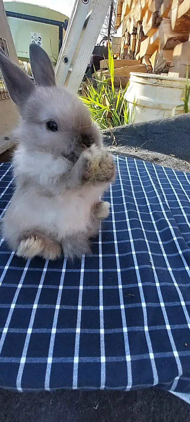Cutest!  lop bunnies for sale
