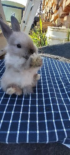 Cutest!  lop bunnies for sale