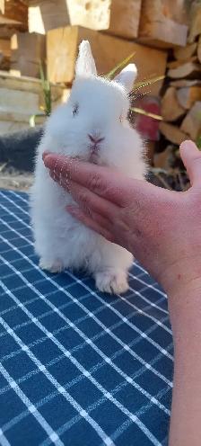 Cutest!  lop bunnies for sale - Photo 2