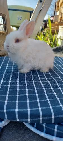 Cutest!  lop bunnies for sale - Photo 3