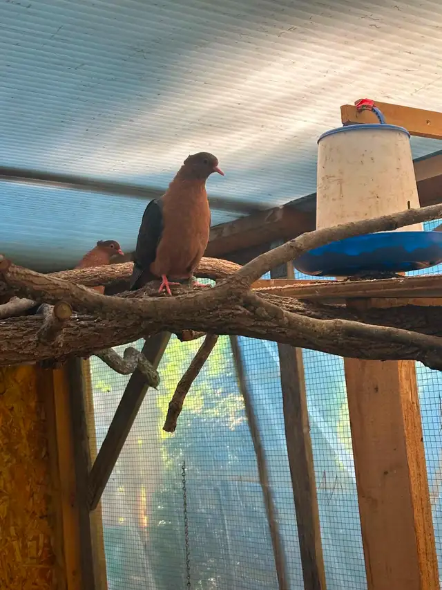 Archangel Pigeon Pair, Proven Breeders.