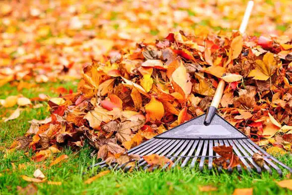 fall clean up