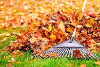 fall clean up