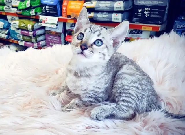 Bengal Snow Silver Kitten