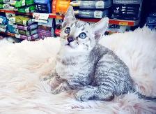 Bengal Snow Silver Kitten