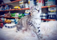 Bengal Snow Silver Kitten - Photo 2