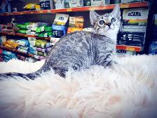 Bengal Snow Silver Kitten - Photo 3