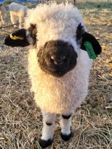 Swiss Valais Blacknose Sheep
