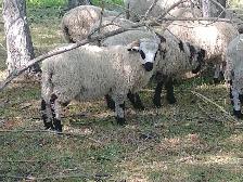 Swiss Valais Blacknose Sheep - Photo 2