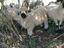 Swiss Valais Blacknose Sheep - Photo 3