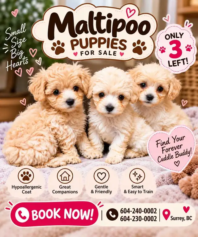 Maltipoo Puppies